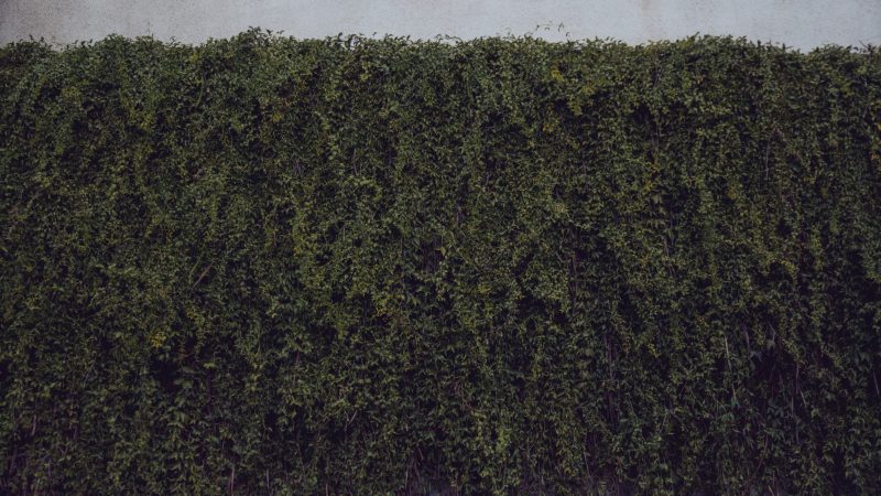 Få professionel hjælp til hækkeklipning og få en flot og velplejet hæk